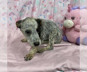 Mutt Dogs for adoption in Modesto, CA, USA