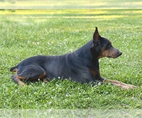 Medium Photo #7 Doberman Pinscher Puppy For Sale in NEWTON, NC, USA