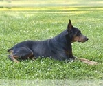 Small #6 Doberman Pinscher