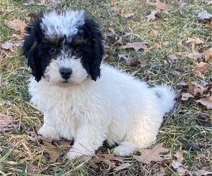 Newfoundland-Poodle (Toy) Mix Puppy for sale in PORTAGE, MI, USA