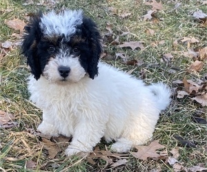 Medium Newfoundland-Poodle (Toy) Mix