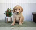 Puppy 9 Goldendoodle