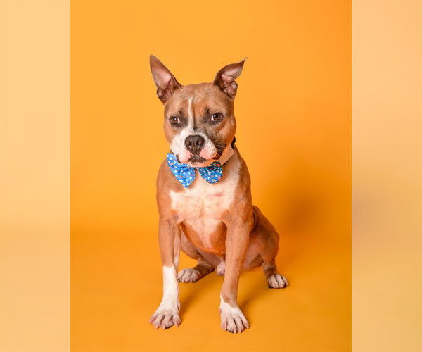 Medium Photo #2 American Staffordshire Terrier Puppy For Sale in Fort Lauderdale, FL, USA