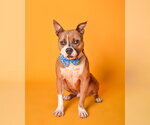 Small #1 American Staffordshire Terrier
