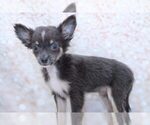 Small Photo #2 Chihuahua Puppy For Sale in MARIETTA, GA, USA