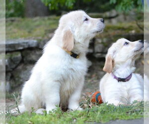Golden Retriever Dogs for adoption in Germanton, TN, USA