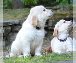 Small Golden Retriever