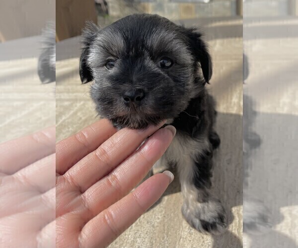 Medium Photo #1 Maltese-Morkie Mix Puppy For Sale in SANTA MARIA, CA, USA