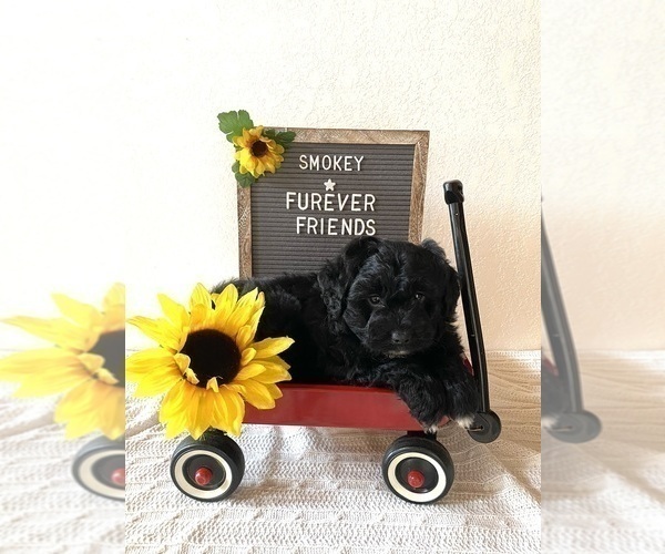 Medium Photo #1 Aussiedoodle Miniature  Puppy For Sale in BLOOMFIELD, IN, USA