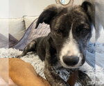 Small #7 Plott Hound Mix