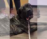 Small #2 Presa Canario