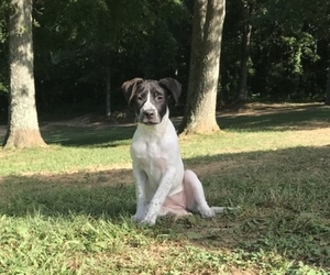 German Shorthaired Lab Puppy for sale in DIXON, KY, USA