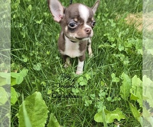Chihuahua Puppy for sale in CRAFTON, PA, USA