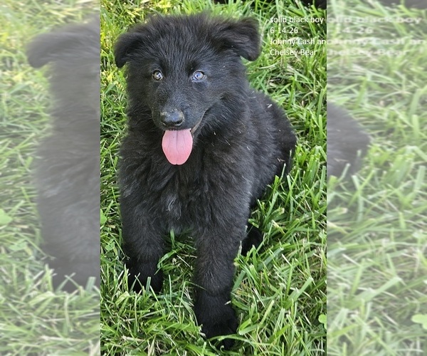 Medium Photo #1 German Shepherd Dog Puppy For Sale in EOLIA, MO, USA