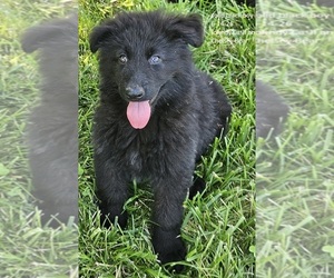 German Shepherd Dog Puppy for sale in EOLIA, MO, USA
