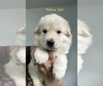Puppy Puppy 9 Yellow German Shepherd Dog