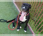 Small Photo #1 American Pit Bull Terrier-Unknown Mix Puppy For Sale in Upland, CA, USA