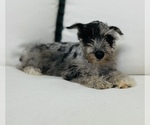 Small Photo #3 Schnauzer (Miniature) Puppy For Sale in CINCINNATI, OH, USA