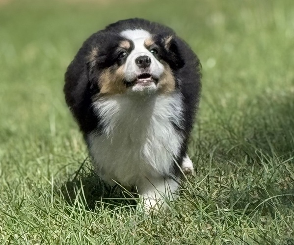 Medium Photo #12 Miniature American Shepherd Puppy For Sale in NOLENSVILLE, TN, USA