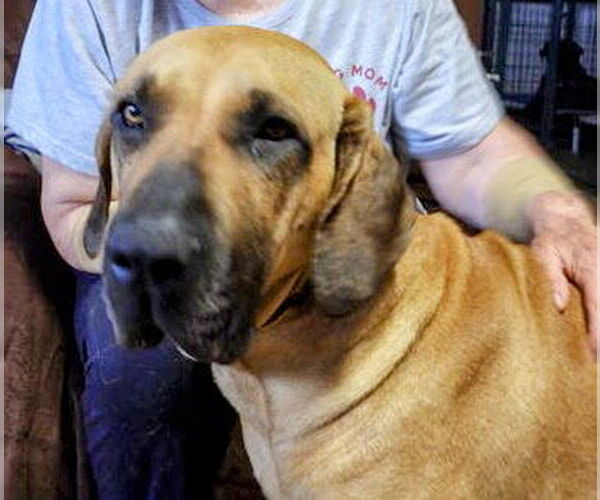 Medium Photo #8 Brazilian Mastiff Puppy For Sale in Jasper, AL, USA