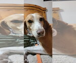 Small #3 American Foxhound-Beagle Mix