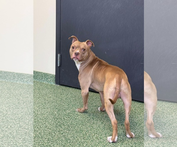 Medium Photo #7 American Pit Bull Terrier-Unknown Mix Puppy For Sale in Crete, IL, USA