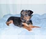 Small Photo #1 Toy Fox Pinscher-Yorkshire Terrier Mix Puppy For Sale in PATERSON, NJ, USA