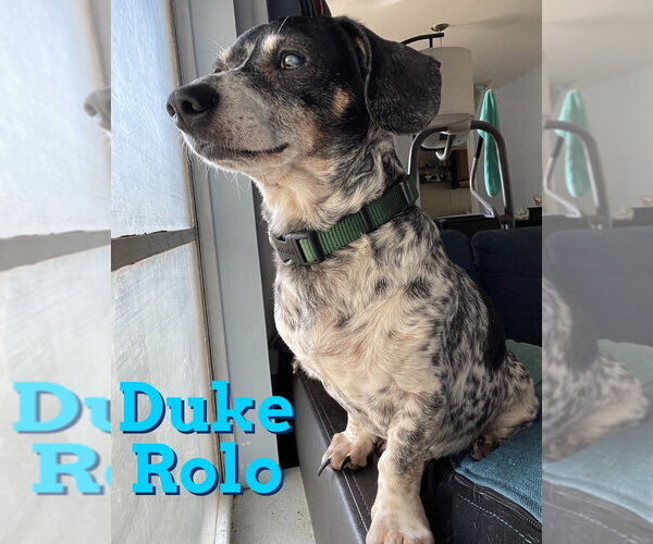 Medium Photo #12 Dachshund Puppy For Sale in San Antonio, TX, USA