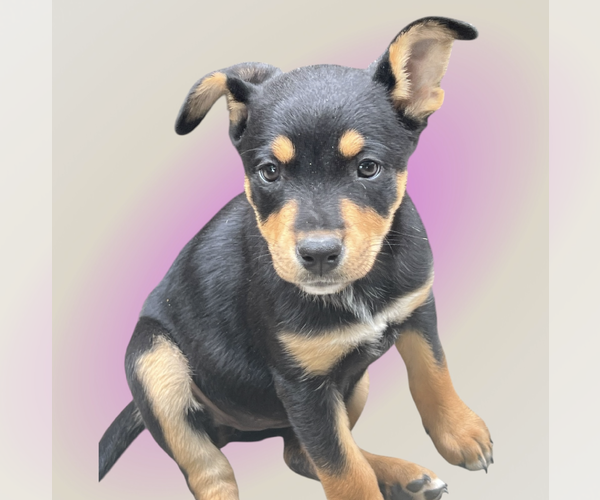 Medium Photo #5 Mutt Puppy For Sale in Rockville, MD, USA