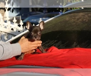 French Bulldog Puppy for sale in CUDAHY, CA, USA
