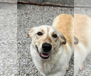 Labrenees Dogs for adoption in Manchester, MO, USA
