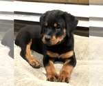 Small #2 Rottweiler