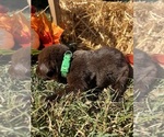AKC Labs - Female Labrador Retriever Puppy for Sale - Photo #3