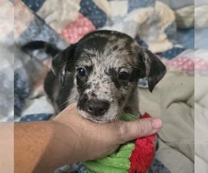 Alfie- the A Litter - Male Cairn Terrier-Unknown Mix Dog for Adoption - Photo #2