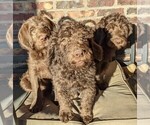 Small Photo #16 Labradoodle Puppy For Sale in JOPLIN, MO, USA