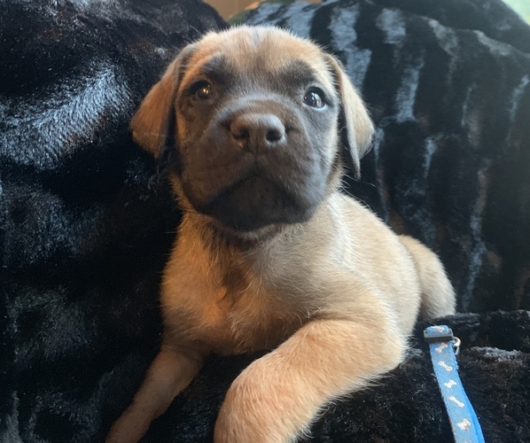 Medium Photo #1 Mastiff Puppy For Sale in WELLSTON, OK, USA