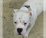 Small #1 Boxer