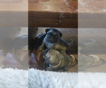 Small Photo #1 American Lo-Sze Pugg Puppy For Sale in CARLISLE, PA, USA