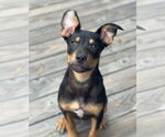 Small #12 American Pit Bull Terrier Mix