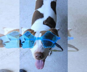 Mutt Dogs for adoption in Oakhurst, NJ, USA