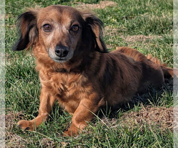 Medium Photo #1 Chiweenie Puppy For Sale in Shelbyville, TN, USA
