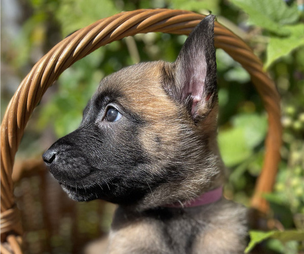 Medium Photo #5 Belgian Malinois Puppy For Sale in S CHARLESTON, WV, USA