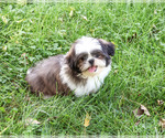 Abel - Male Shih Tzu Puppy for Sale - Photo #3