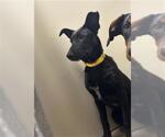 Small Doberman Pinscher