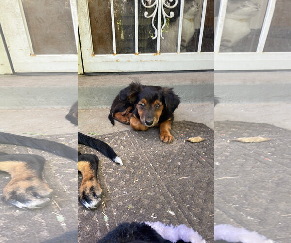 Medium Photo #4 Mutt Puppy For Sale in Sandy, UT, USA