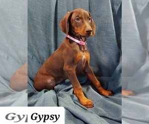 Doberman Pinscher Puppy for sale in POMEROY, OH, USA
