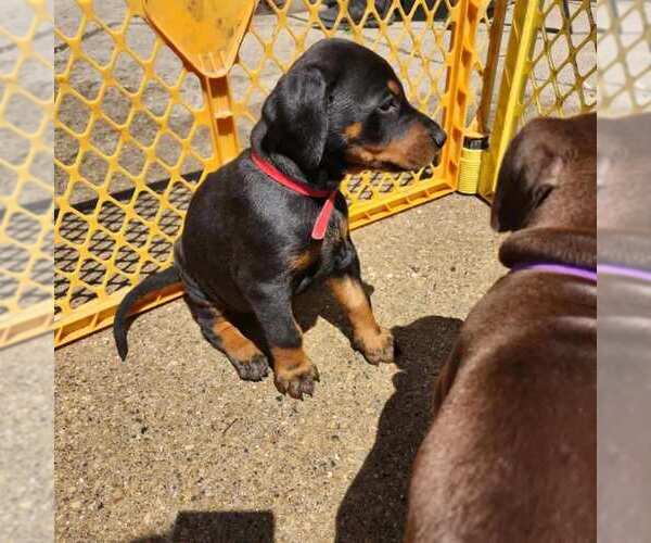 Medium Photo #5 Doberman Pinscher Puppy For Sale in Buffalo, MN, USA