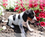 Small Photo #2 Bluetick Coonhound-English Springer Spaniel Mix Puppy For Sale in SHILOH, OH, USA