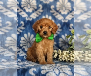 Cavapoo Puppy for sale in OXFORD, PA, USA