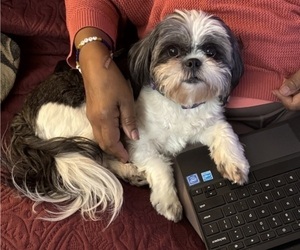 Mother of the Shih Tzu puppies born on 05/19/2026